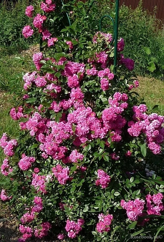 Роза Super Dorothy (Супер Дороти) Роза Super Dorothy (Супер Дороти)