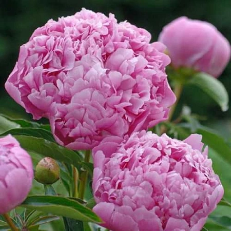 Пион Monsieur Jules Elie (уп. 1 шт) Пион Monsieur Jules Elie (уп. 1 шт)