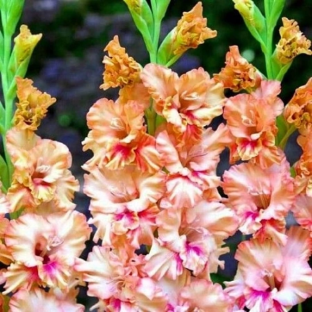 Гладиолус Kissy Ruffle (5 шт. в уп.)