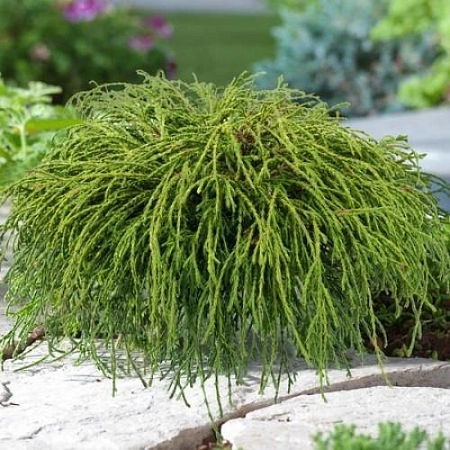 Кипарисовик горохоплодный Филифера Нана 15-20 см Кипарисовик горохоплодный Филифера Нана 15-20 см