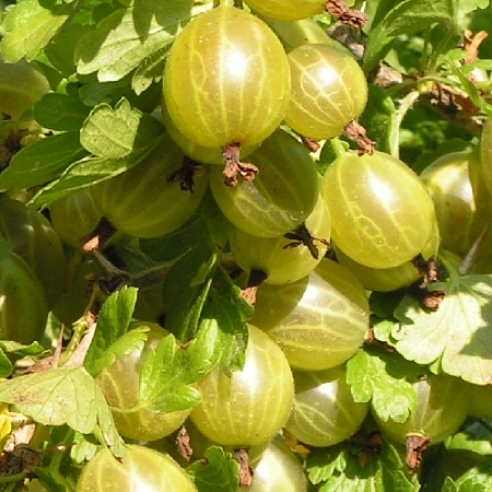 Крыжовник Белорусский сахарный улучшенный на штамбе 100 см С3 Крыжовник Белорусский сахарный улучшенный на штамбе 100 см С3