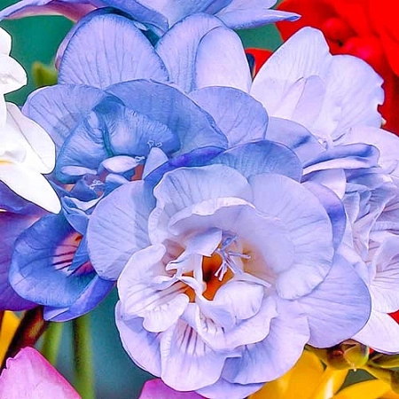 Фрезия Double Purple (уп. 10 шт)