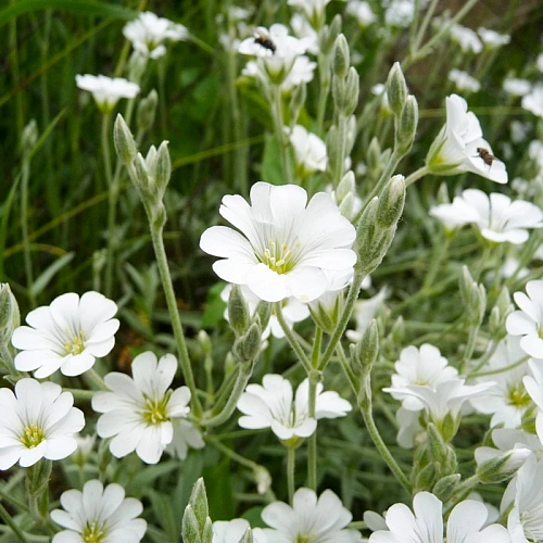 Ясколка биберштейна Ясколка биберштейна