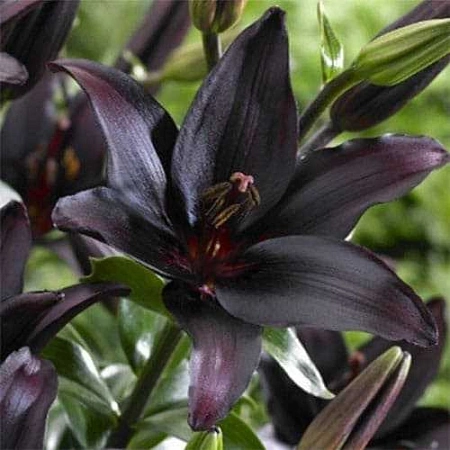 Лилия Landini (уп. 1 шт)