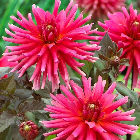 Георгина City of Leiden