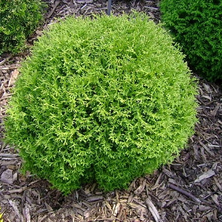 Туя шаровидная Тэдди 15-20 см