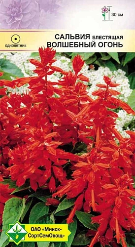 Сальвия блестящая Волшебный огонь 0,1 г Сальвия блестящая Волшебный огонь 0,1 г