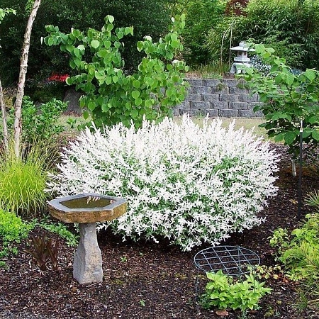 Ива Hakuro-nishiki цельнолистная на штамбе РА 120