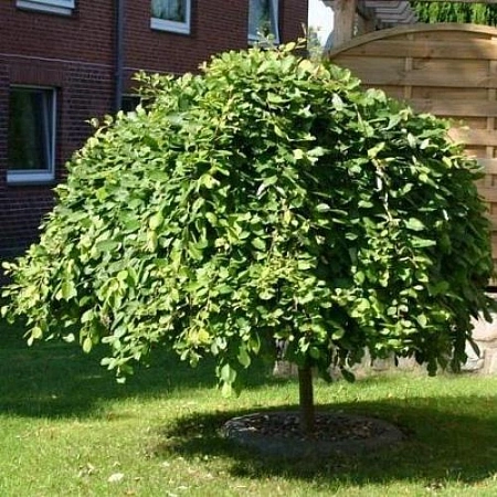 Ива Пендула козья на штамбе 120-150 см Ива Пендула козья на штамбе 120-150 см