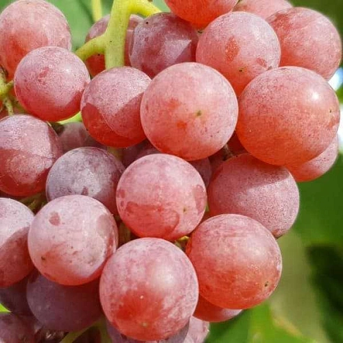 Виноград Рилайнс Виноград Рилайнс