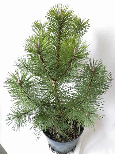 Сосна Унцината (Uncinata) 30-40 см горная Сосна Унцината (Uncinata) 30-40 см горная