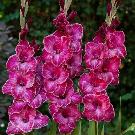 Гладиолус Rasta Print (5 шт. в уп.)