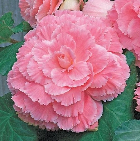 Бегония Picotee Lace Pink Бегония Picotee Lace Pink