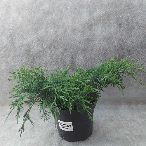 Можжевельник Блю Дануб (Blue Danube) казацкий С3 30-40 см Можжевельник Блю Дануб (Blue Danube) казацкий С3 30-40 см