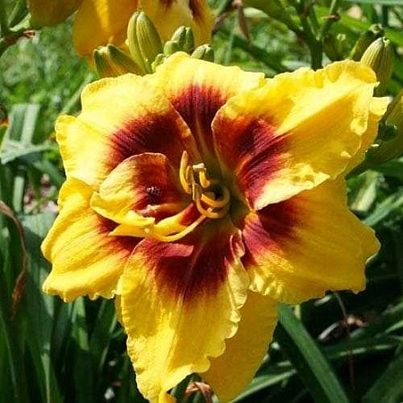 Лилейник Mount Helena в горшке С-1