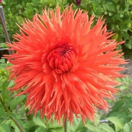 Георгина Mel’s Orange Marmalade (уп. 1 шт) Георгина Mel’s Orange Marmalade (уп. 1 шт)