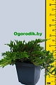 Можжевельник горизонтальный Принц Уэльский 30-40 см Можжевельник горизонтальный Принц Уэльский 30-40 см