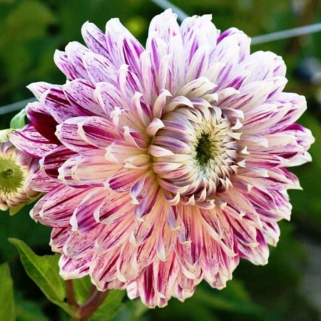 Георгина Avignon (уп. 1 шт)