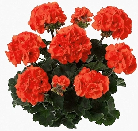 Пеларгония зональная, рассада
