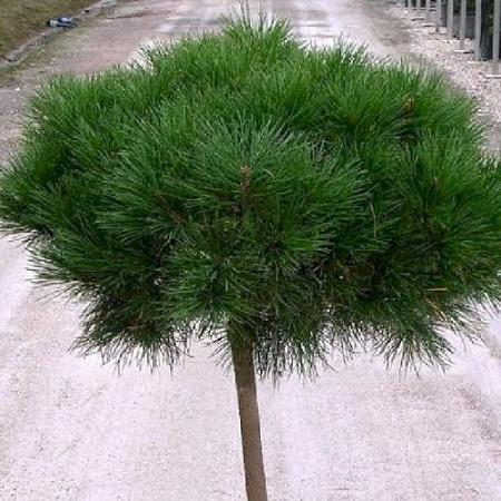 Сосна черная Cabanensis Nana на штамбе 1 м