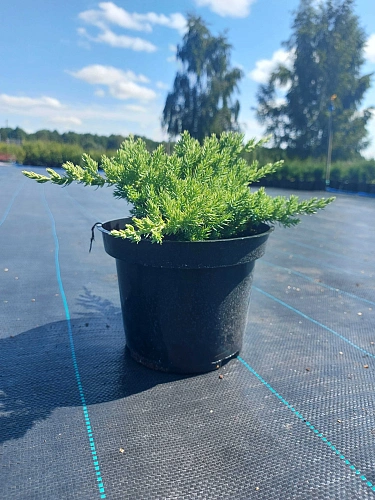 Можжевельник лежачий Нана d.30-40 см Можжевельник лежачий Нана d.30-40 см