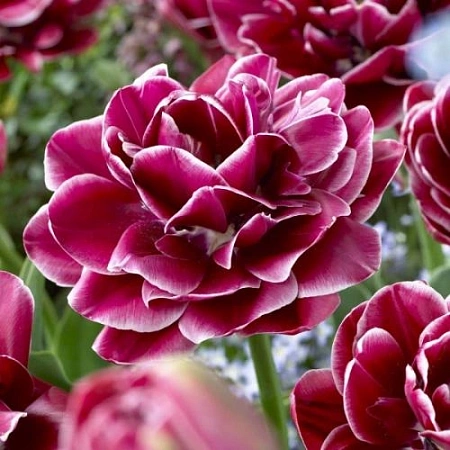 Тюльпан Dream Touch (5 шт. в уп.)