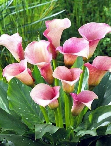 Калла Crystal Blush (уп. 1 шт) Калла Crystal Blush (уп. 1 шт)