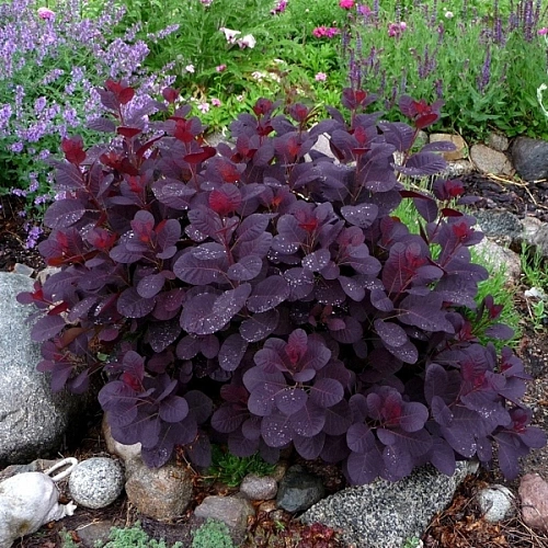 Скумпия Royal Purple кожевенная 80-100 см Скумпия Royal Purple кожевенная 80-100 см