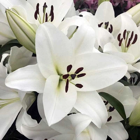 Лилия Kent (уп. 3 шт)