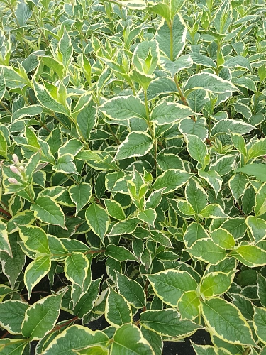Вейгела Variegata 40-60 см Вейгела Variegata 40-60 см