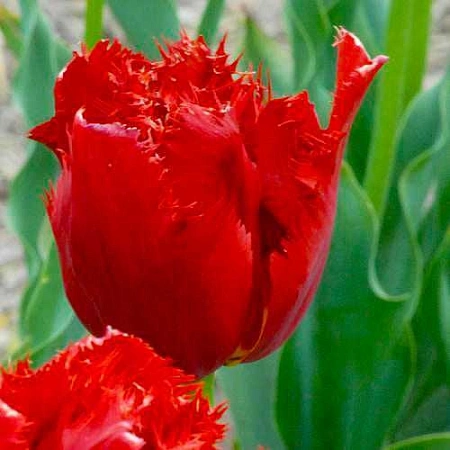 Тюльпан Arma (5 шт. в уп.)