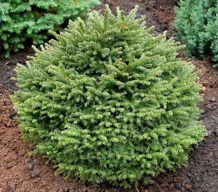 Ель обыкновенная Луу Парл (Luu Parl) 20-30 см