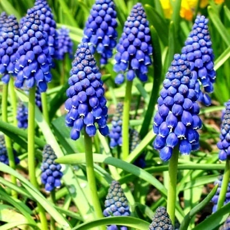 Мускари armeniacum Blue