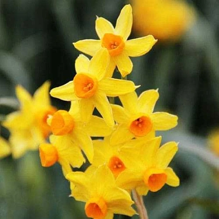 Нарцисс Grand Soleil d'Or (5 шт. в уп.)