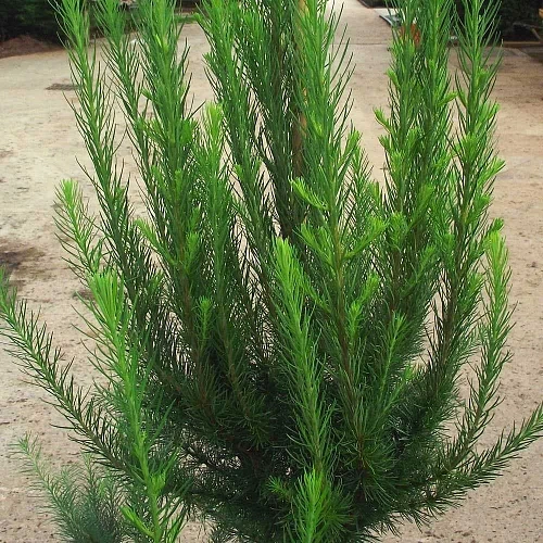 Лиственница Якобсен японская на штамбе 120-150 см Лиственница Якобсен японская на штамбе 120-150 см