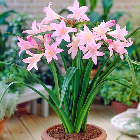 Амаркринум Howardii