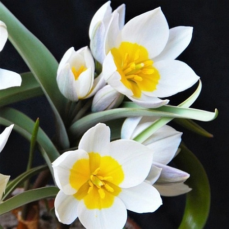 Тюльпан Polychroma (5 шт. в уп.)