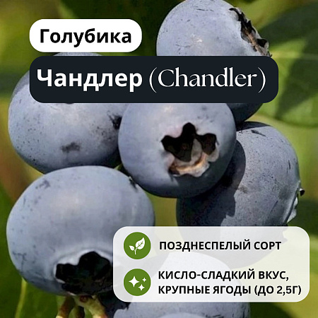 Голубика Чандлер (Chandler) С3 Голубика Чандлер (Chandler) С3
