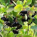 Рябина черноплодная (Арония) Викинг Рябина черноплодная (Арония) Викинг