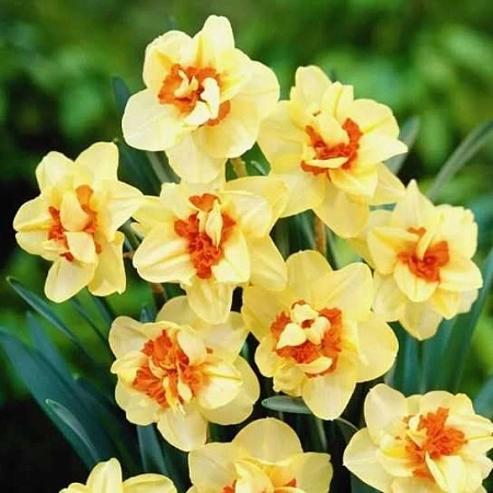 Нарцисс Double Fashion (5 шт. в уп.)