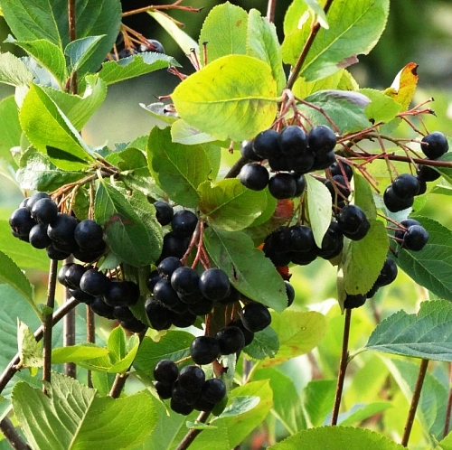 Рябина черноплодная (Арония) Викинг Рябина черноплодная (Арония) Викинг