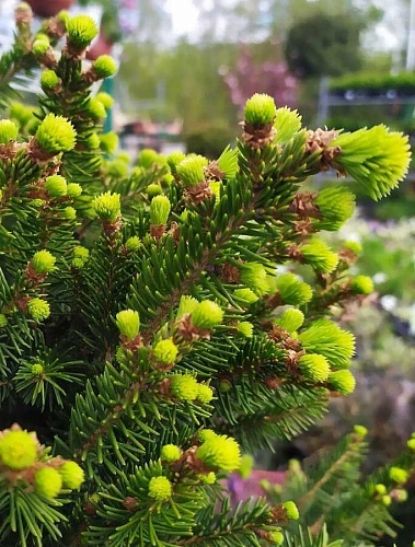 Ель Виллс Цверг (Wills Zwerg) обыкновенная Ель Виллс Цверг (Wills Zwerg) обыкновенная