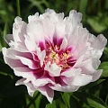 Пион Itoh Cora Louise (уп. 1 шт) Пион Itoh Cora Louise (уп. 1 шт)