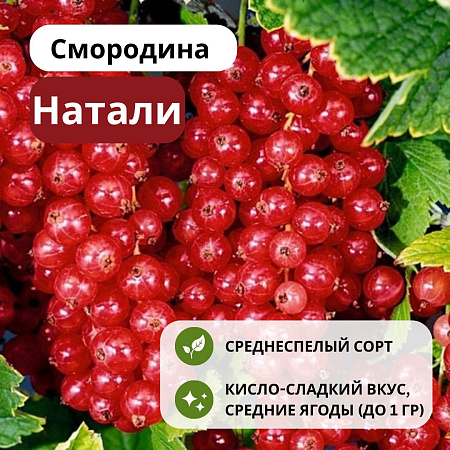 Смородина Натали красная С5