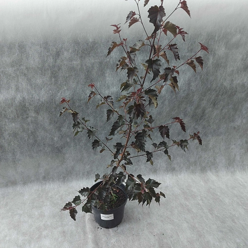 Береза Purpurea повислая Береза Purpurea повислая