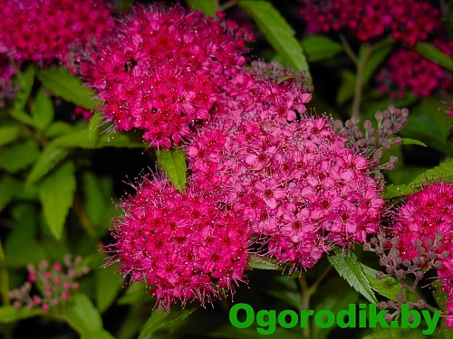 Спирея Antony Waterer Спирея Antony Waterer