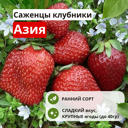 Клубника Азия Клубника Азия