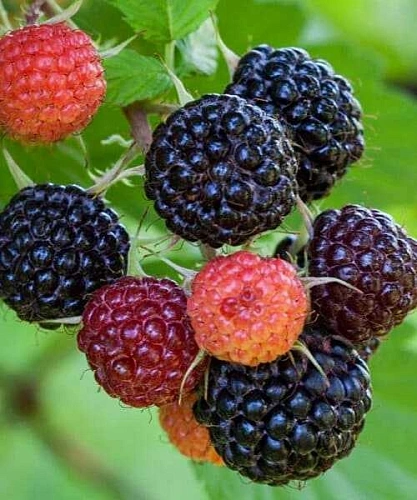 Малина Блэк Джевел Малина Блэк Джевел