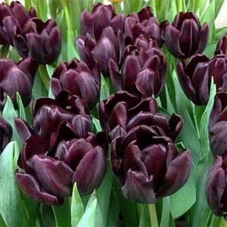 Тюльпан Blackjack (5 шт. в уп.)