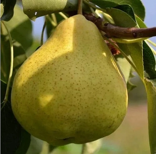 Груша Суперлетняя Груша Суперлетняя